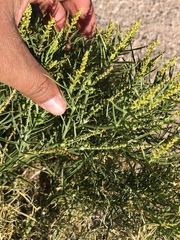 Stillingia paucidentata