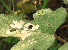 Dendrotrophe varians