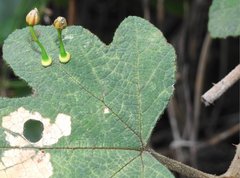 Dendrotrophe varians