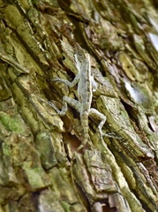 Anolis argenteolus