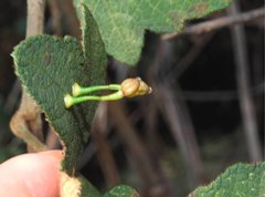 Dendrotrophe varians