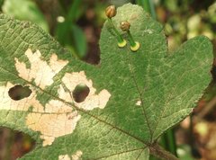 Dendrotrophe varians