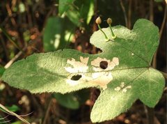 Dendrotrophe varians