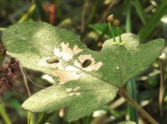 Dendrotrophe varians