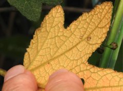 Dendrotrophe varians