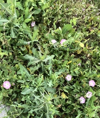 Erodium cicutarium