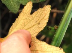 Dendrotrophe varians