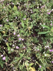 Erodium cicutarium