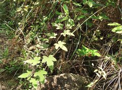 Dendrotrophe varians