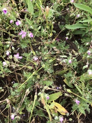 Erodium cicutarium