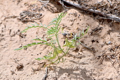 Astragalus geyeri