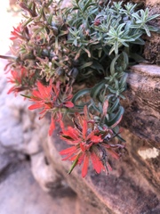 Castilleja scabrida scabrida