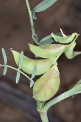 Astragalus geyeri