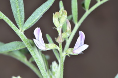 Astragalus geyeri