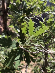 Quercus × undulata