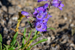Penstemon gormanii