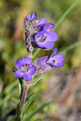 Penstemon gormanii