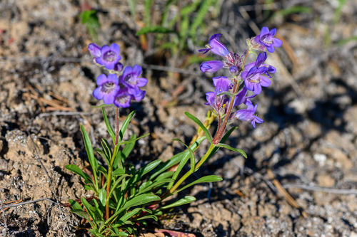 Gorman's Beardtongue