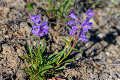 Penstemon gormanii