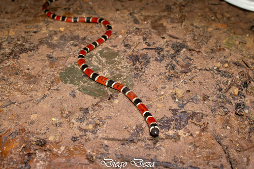 Photo of a Peru Coral Snake (Micrurus peruvianus)