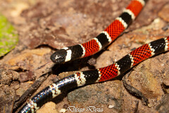 Peru Coral Snake photo 2