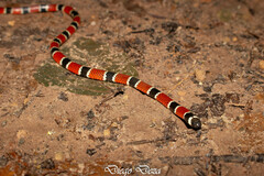 Peru Coral Snake photo 3