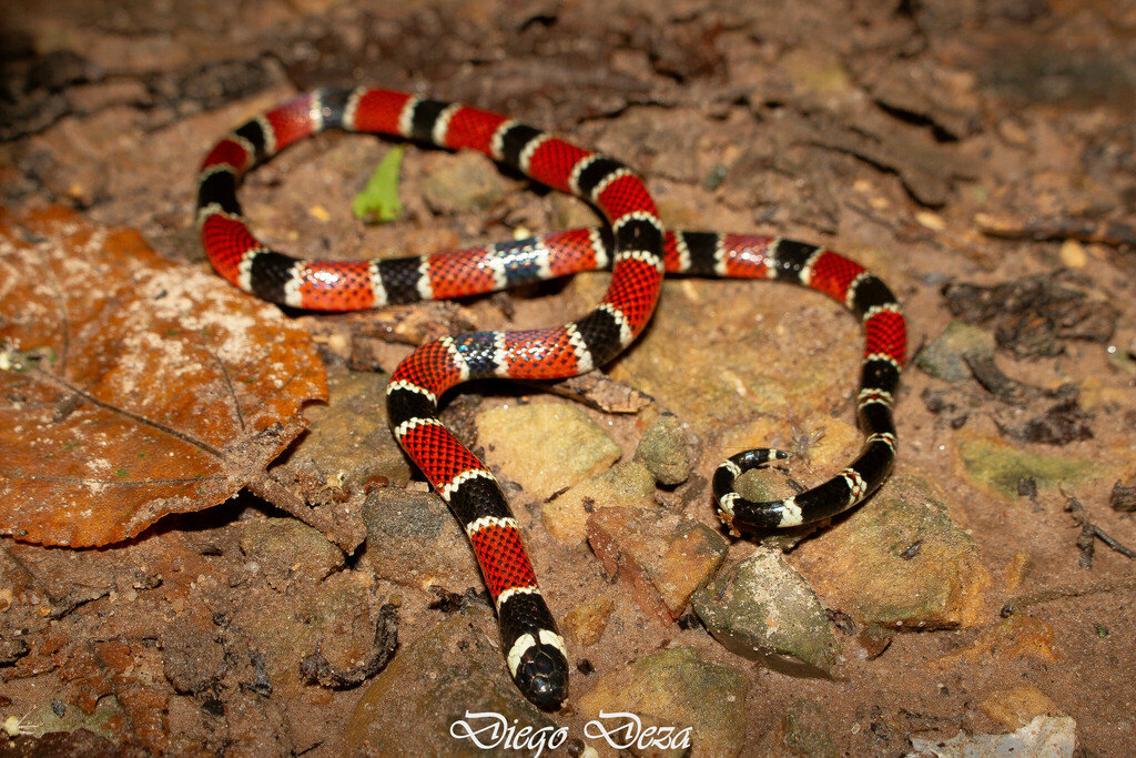 Peru Coral Snake