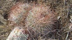 Echinofossulocactus ochoterenaus