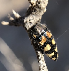 Acmaeodera tuta