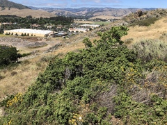 Quercus durata durata