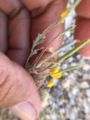 Eschscholzia minutiflora