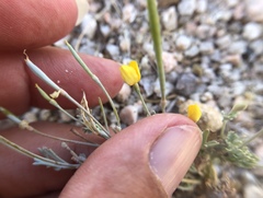 Eschscholzia minutiflora