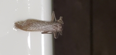 Pteronarcyoidea