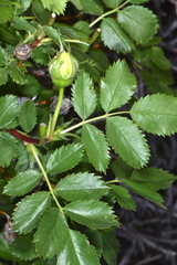Rosa foetida