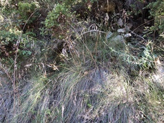Bromus laevipes