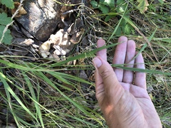 Bromus laevipes