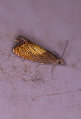 Dichrorampha bittana