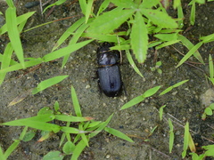 Dorcus parallelus