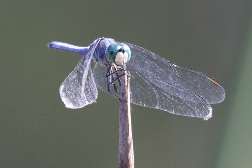 iNaturalist observation photo of Blue Dasher