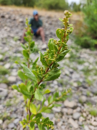 Baccharis pilularis
