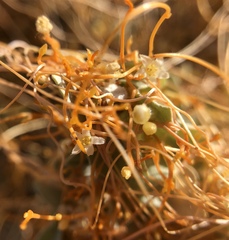 Cuscuta denticulata