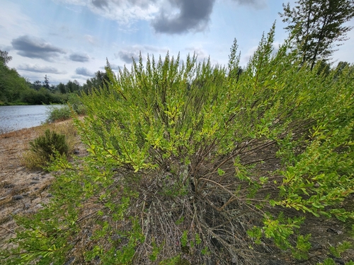 Baccharis pilularis