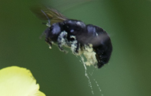 iNaturalist observation photo of Large Carpenter Bees