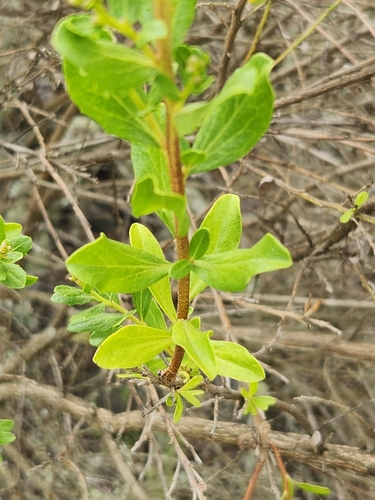 Baccharis pilularis