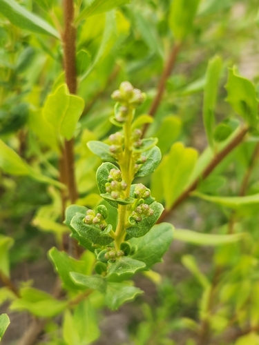 Baccharis pilularis