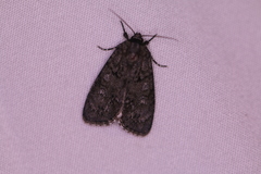 Acronicta increta