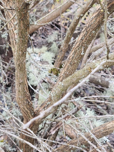 Baccharis pilularis