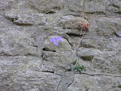 Campanula rotundifolia