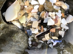 Anthopleura elegantissima