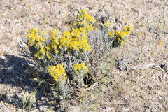 Tetradymia nuttallii